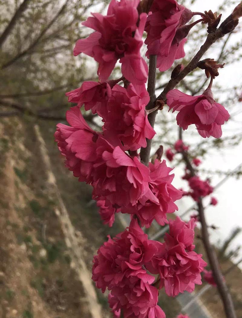 八重寒绯樱花（京红早樱）