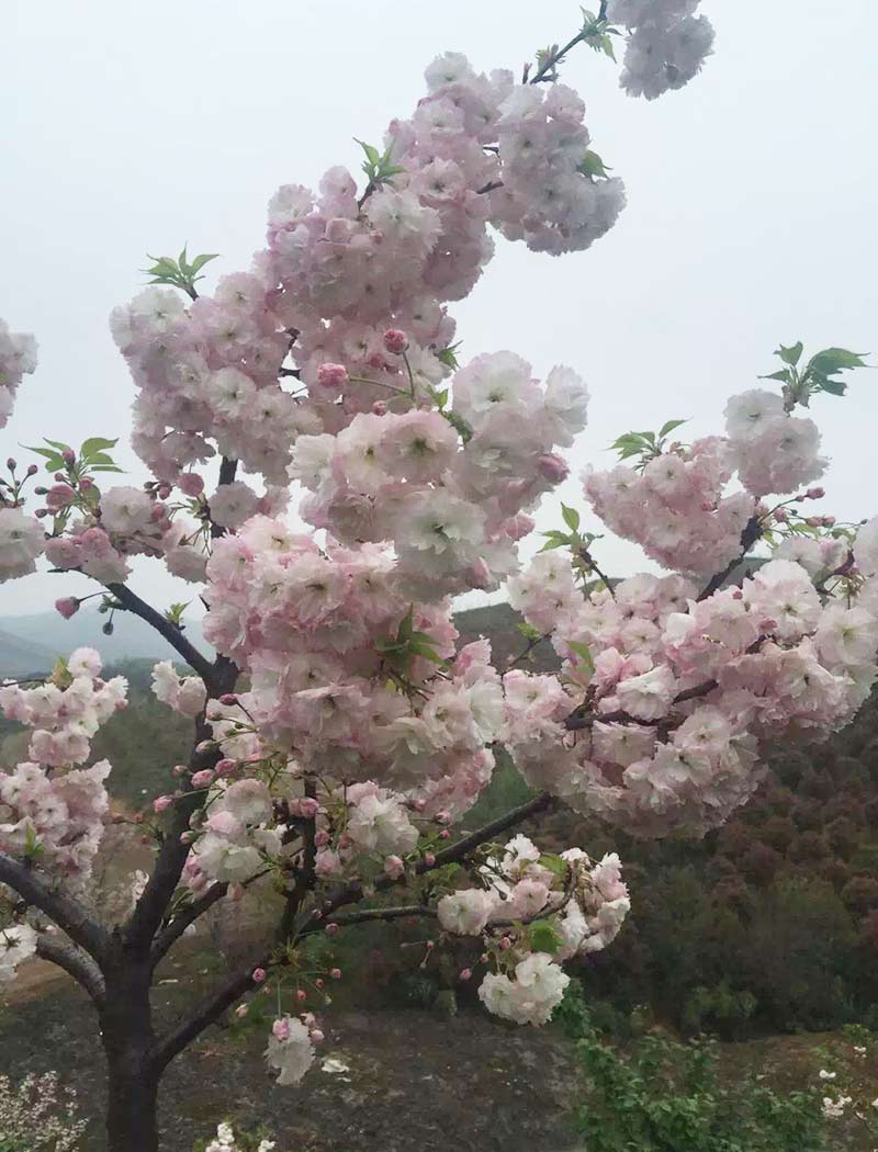 济宁松月樱花