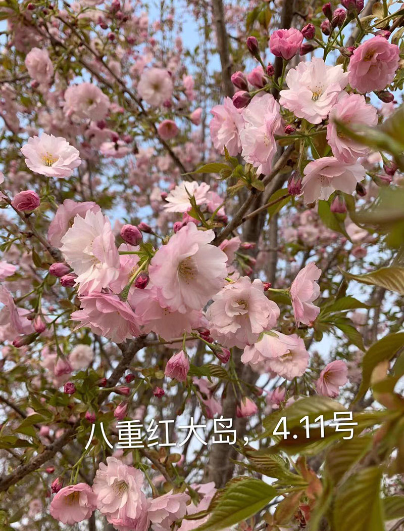 八重红大岛樱花